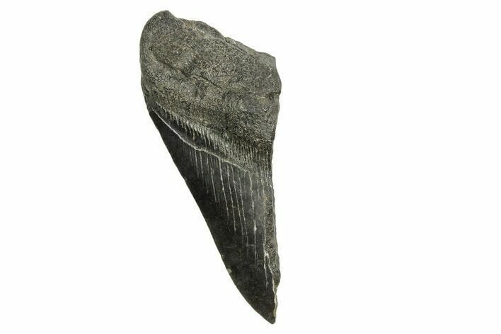 Partial Fossil Megalodon Tooth - South Carolina #370027